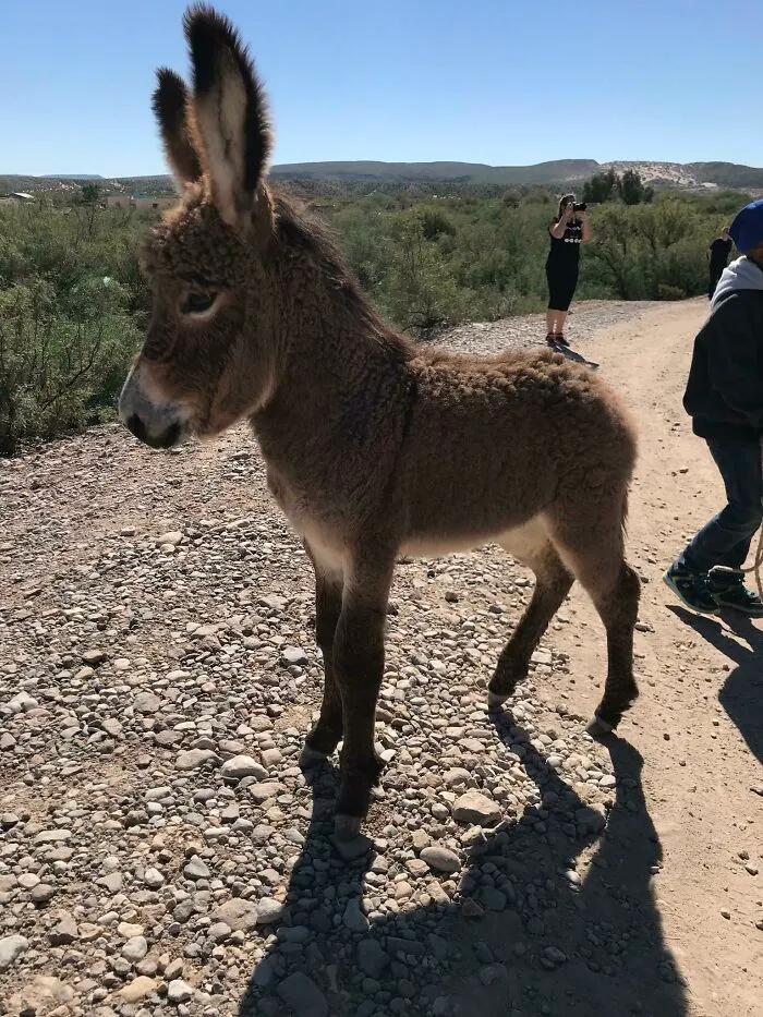 I See Your Baby Donkey I Raise You Mine!