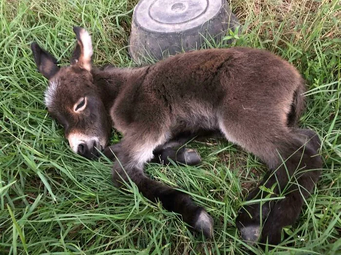 Baby Donkeys Are So Cute