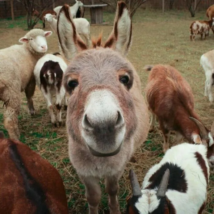 Burro alegre