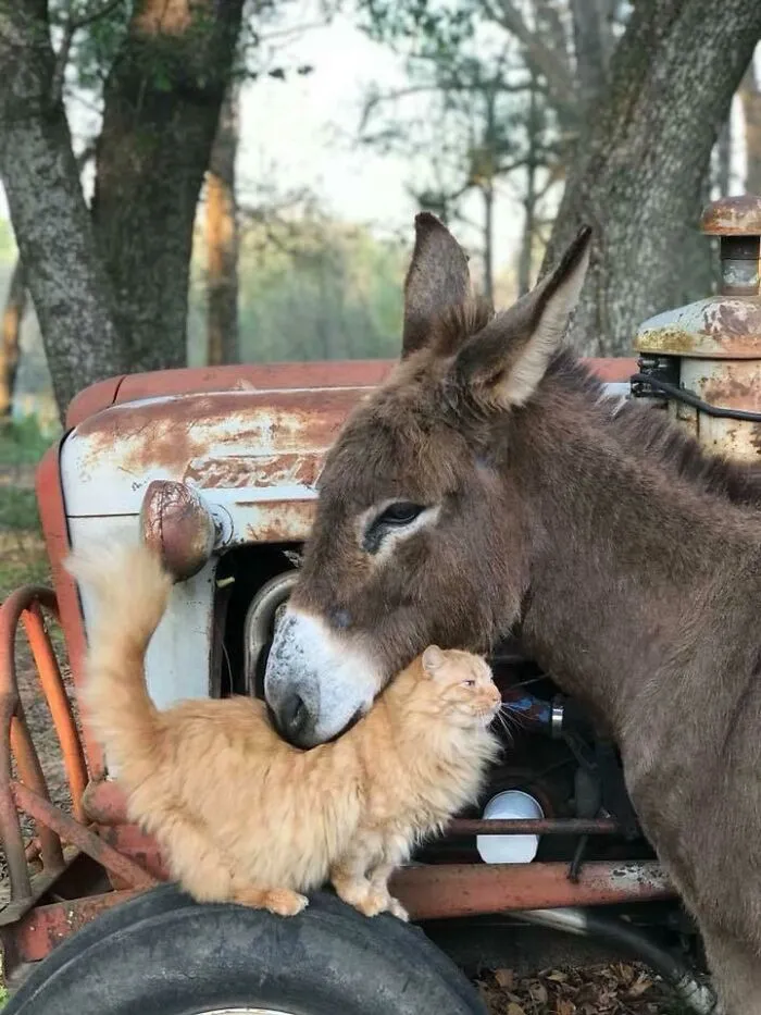 El burro de mi amigo y el gato del establo tienen un vínculo especial