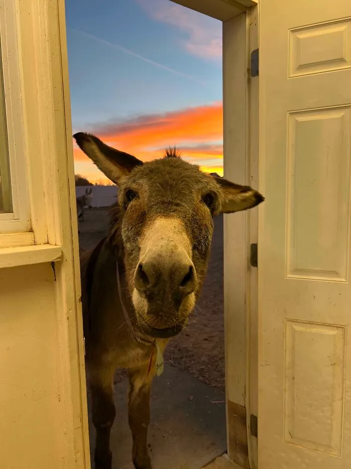 Eeyore Breaking Into The Feedroom For Some Breakfast