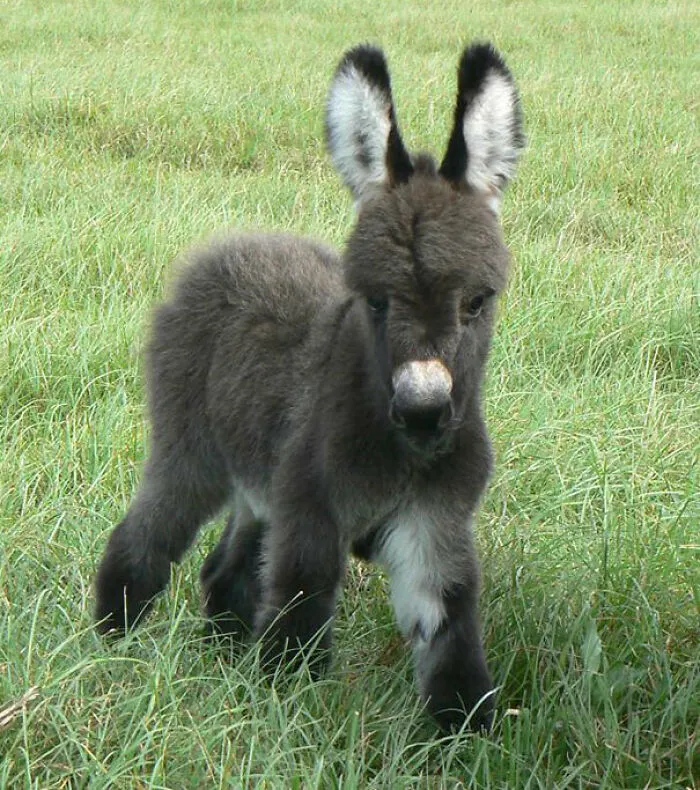 Mini bebé burro, extra esponjoso