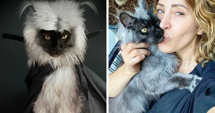 Meet Richie, The Maine Coon Cat Gone Viral On Social Media