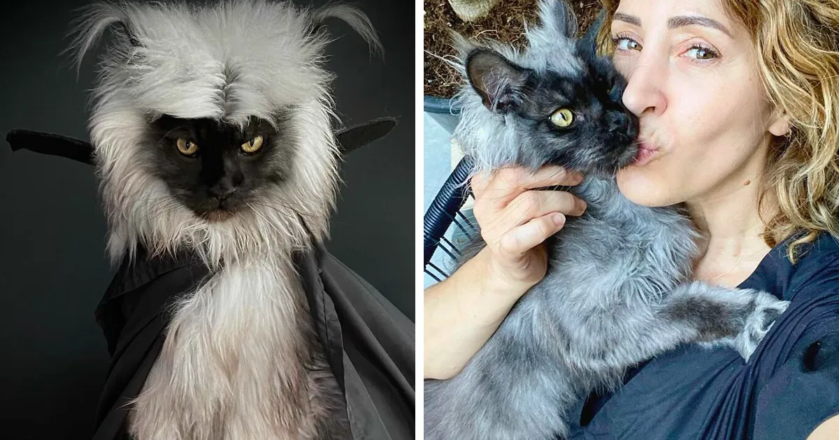 Este es Richie, un gato maine coon que se ha vuelto viral en redes sociales