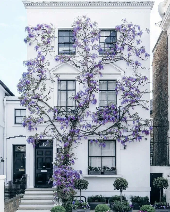 Glicinia trepando sobre una casa en South Kensington, Londres 