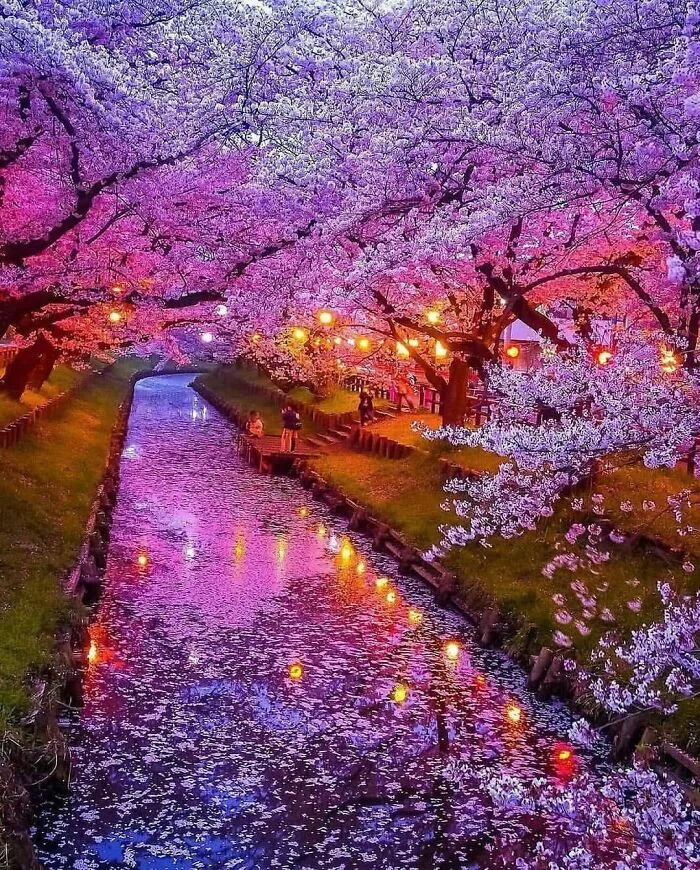 Cerezos en flor en Japón