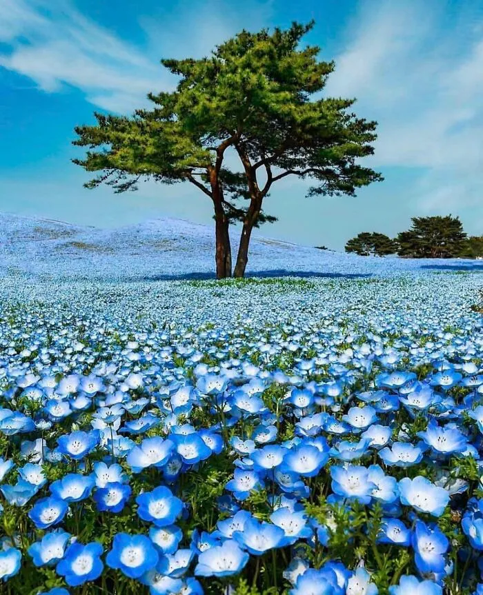 Árbol en un campo de flores azules 
