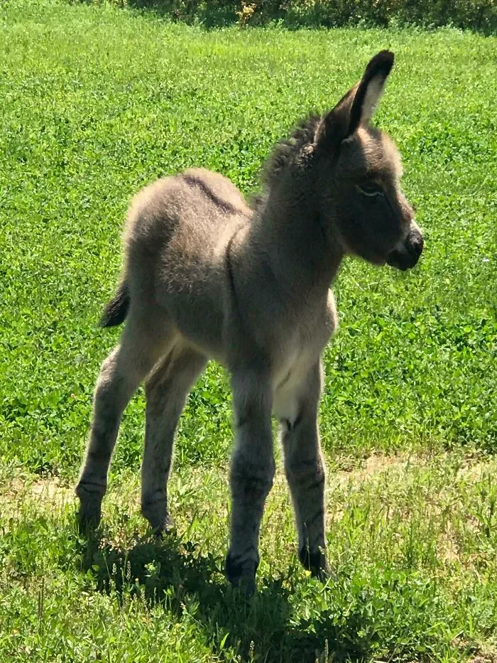 The Newest Member Of The Family! So Cute!