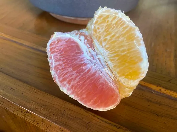 My Orange Had Segments In Two Shades Of… Orange