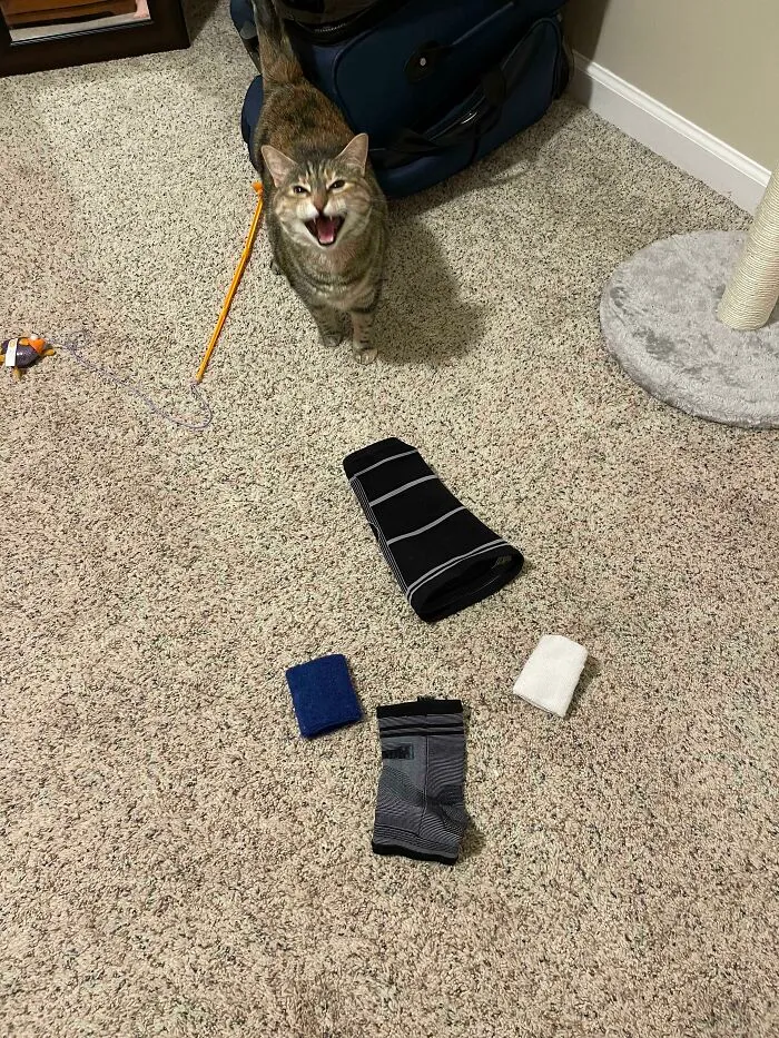 Mi gata muy orgullosa me muestra todas las cosas que subió hasta nuestra habitación mientras dormíamos 