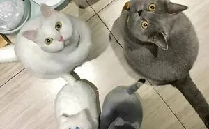 50 Times Cats Did Such Hilarious And Weird Things, Their Owners Just Had To Share The Pics Online (New Pics)