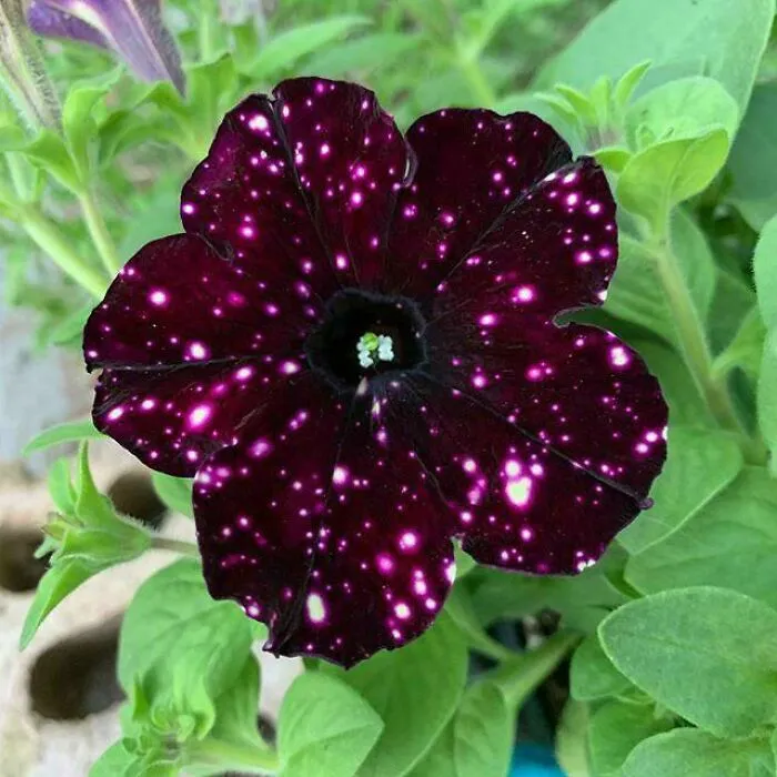 Petunia cielo nocturno, sus pétalos parecen galaxias