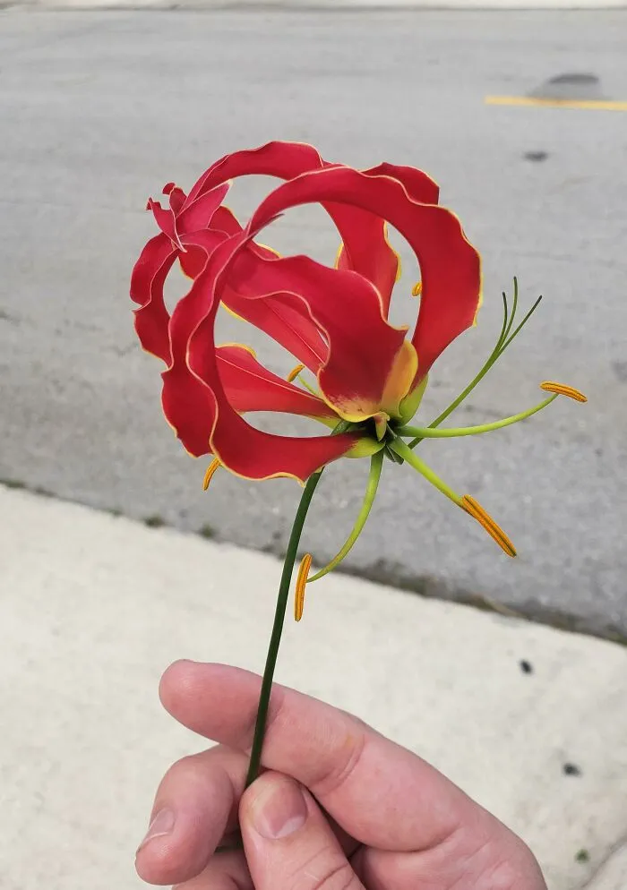 Flower I Found This Morning