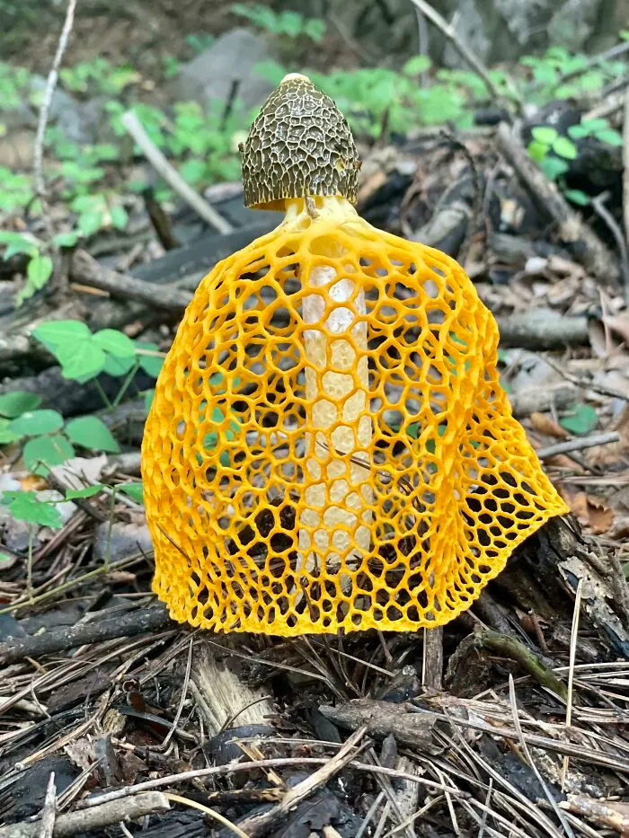 Found This "Veiled Lady" Mushroom On A Hike This Morning Near Seoul, South Korea