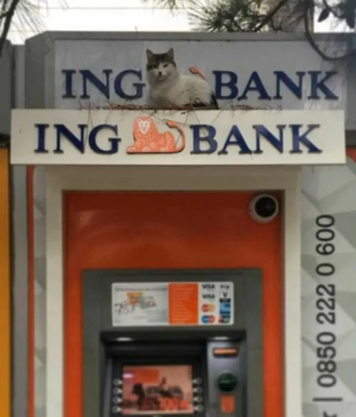 Un gato sentado en el lugar exacto