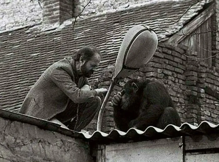 Man and chimpanzee sitting on a rooftop having a thoughtful interaction, capturing an important historical moment.