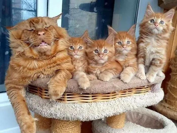 Este gato se durmió después de pasar un largo día con sus hijos