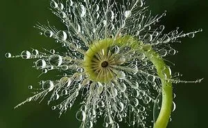 50 Visually Pleasing Examples Of Geometrical Symmetry In Nature (New Pics)