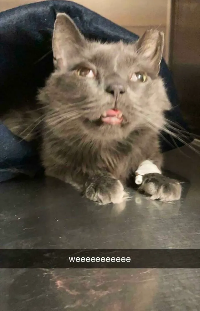 Mi hermana es técnica veterinaria y le sacó esta foto a mi niño que aún se encontraba bajo los efectos de la anestesia luego de su operación: Weeeeeee
