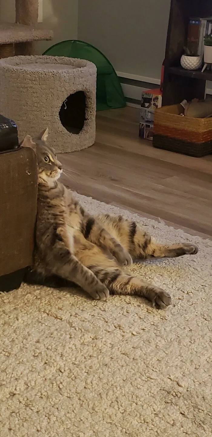 Este es el gato más raro que he tenido 