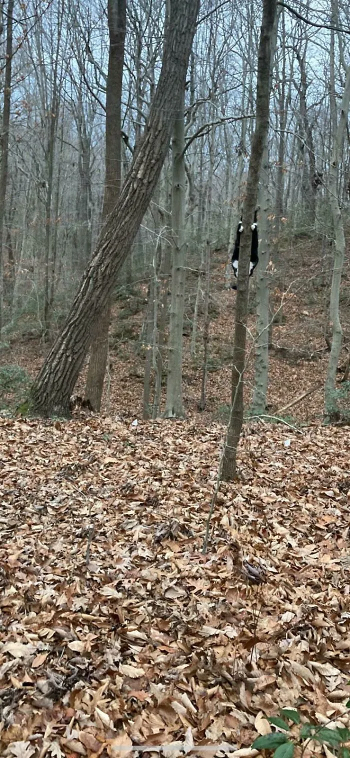 There Is No Cat In This Image