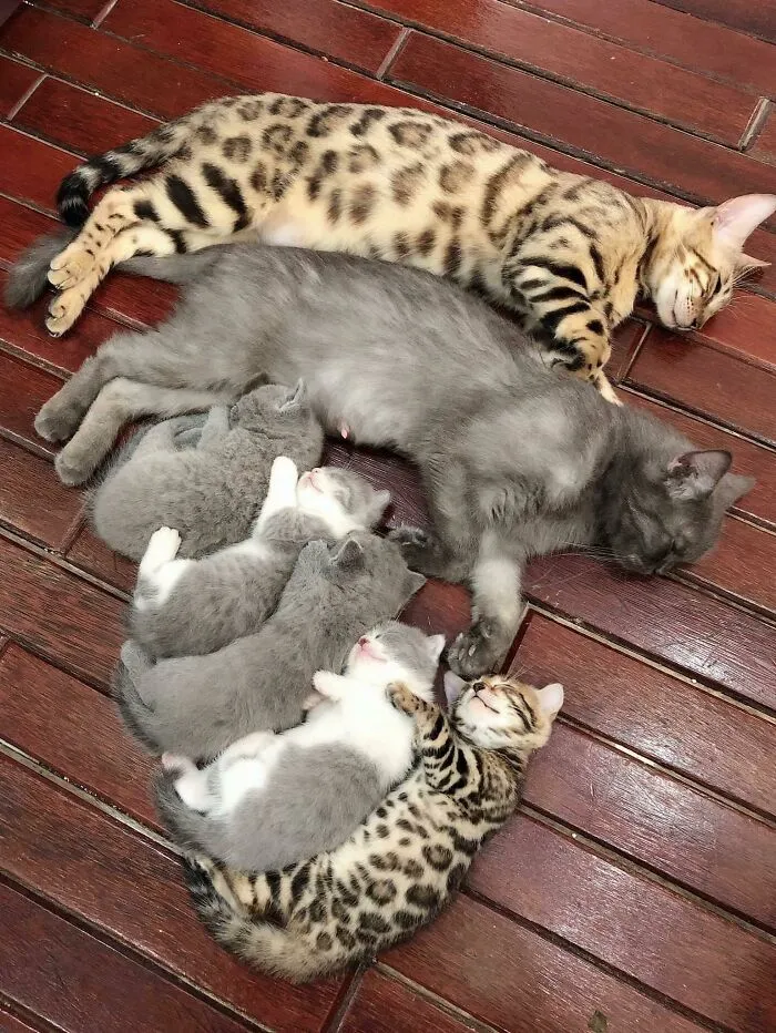 Una familia de gatitos muy cómoda