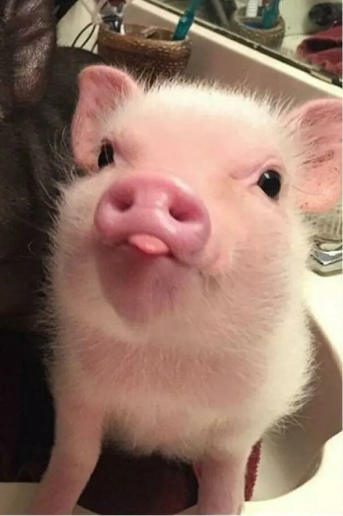 Piglet Blep