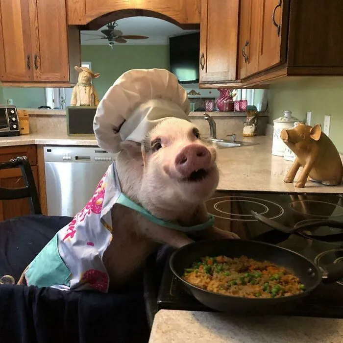 ¡La felicidad es una sartén de arroz frito con verduras! El Chef Pop está tomando pedidos. ¿Quién quiere?