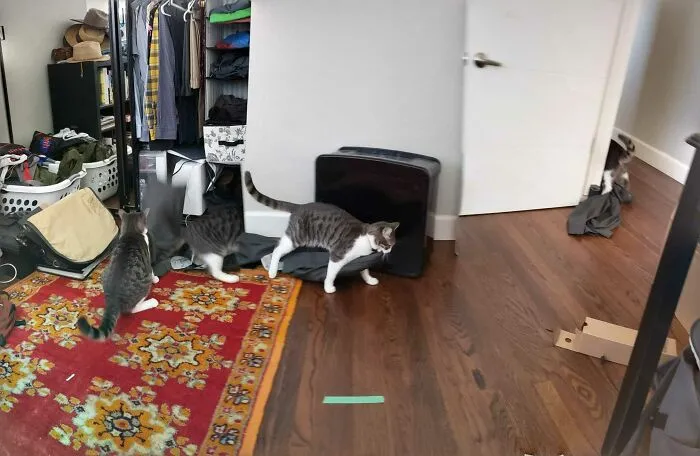 Google hizo una foto panorámica de mi gato robándose unos pantalones del armario de mi esposo  