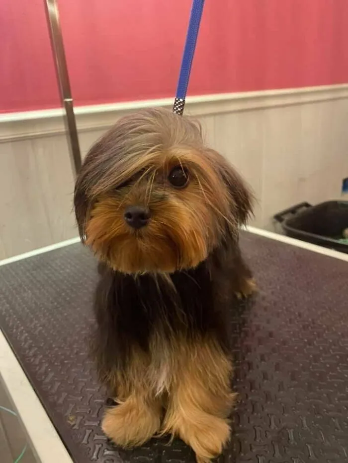 This Is Rux. He Needs Everyone To Know This Is Not A Phase.