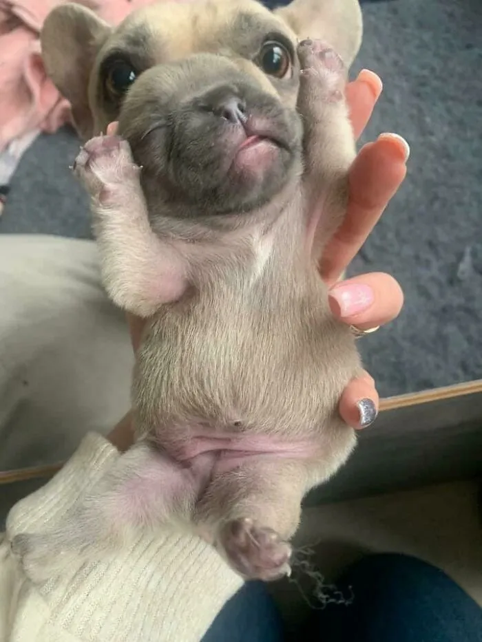 Tiny adorable puppy held on its back showing its paws, one of the cutest dogs ever in a cozy indoor setting.
