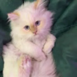 MeOw