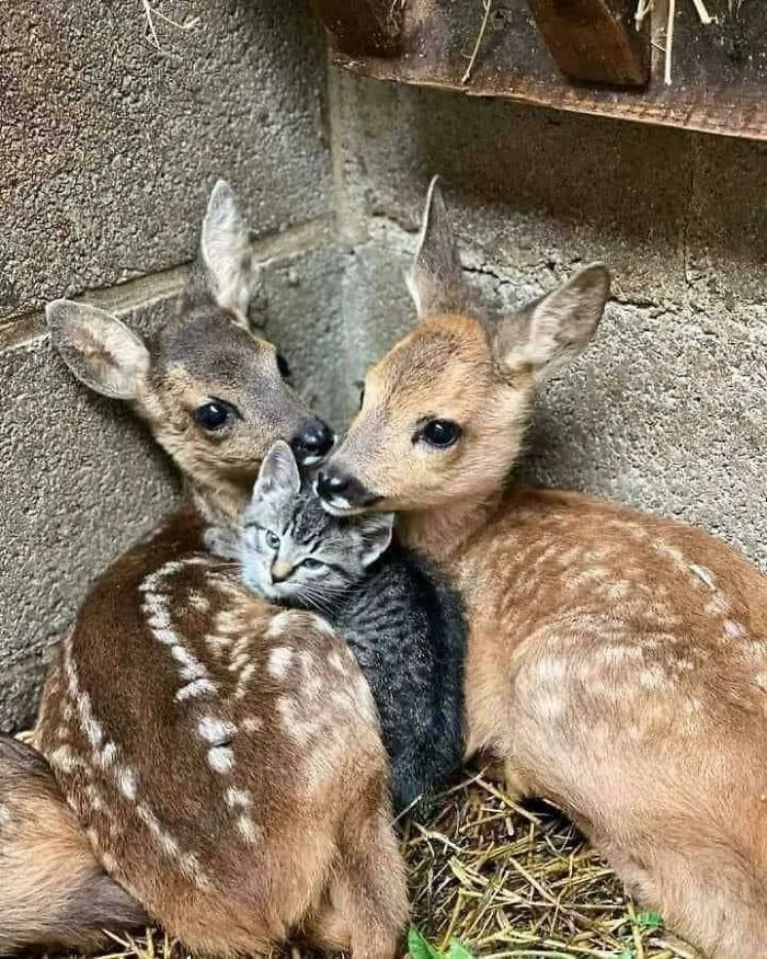Cervatillos con un gatito