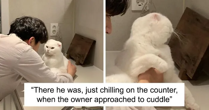 Cat Refuses Owner’s Attempts At Cuddling, And It Has Gone Viral On The Internet