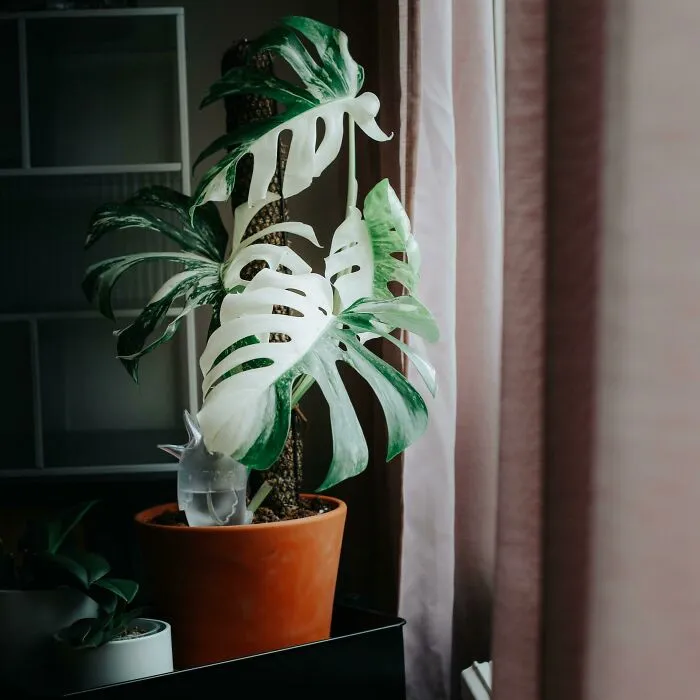 Anyone Else Finding It Satisfying When Plants Pop Symmetrical Patterns? Monstera Producing Only Half Moons Left-Right-Left-Right. My Ocd Is Screaming From Joy