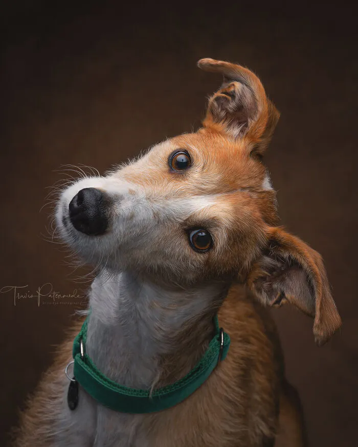 I Take Photos Of Galgos To Bring Attention To Their Terrible Living Conditions (34 Pics)