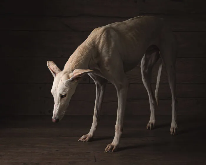 I Take Photos Of Galgos To Bring Attention To Their Terrible Living Conditions (34 Pics)