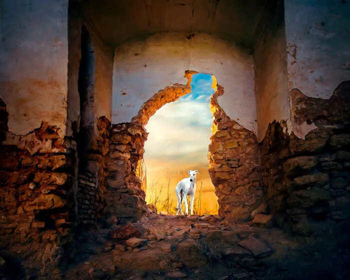 I Take Photos Of Galgos To Bring Attention To Their Terrible Living Conditions (34 Pics)