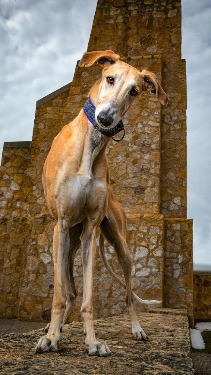I Take Photos Of Galgos To Bring Attention To Their Terrible Living Conditions (34 Pics)