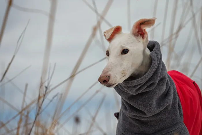 I Take Photos Of Galgos To Bring Attention To Their Terrible Living Conditions (34 Pics)