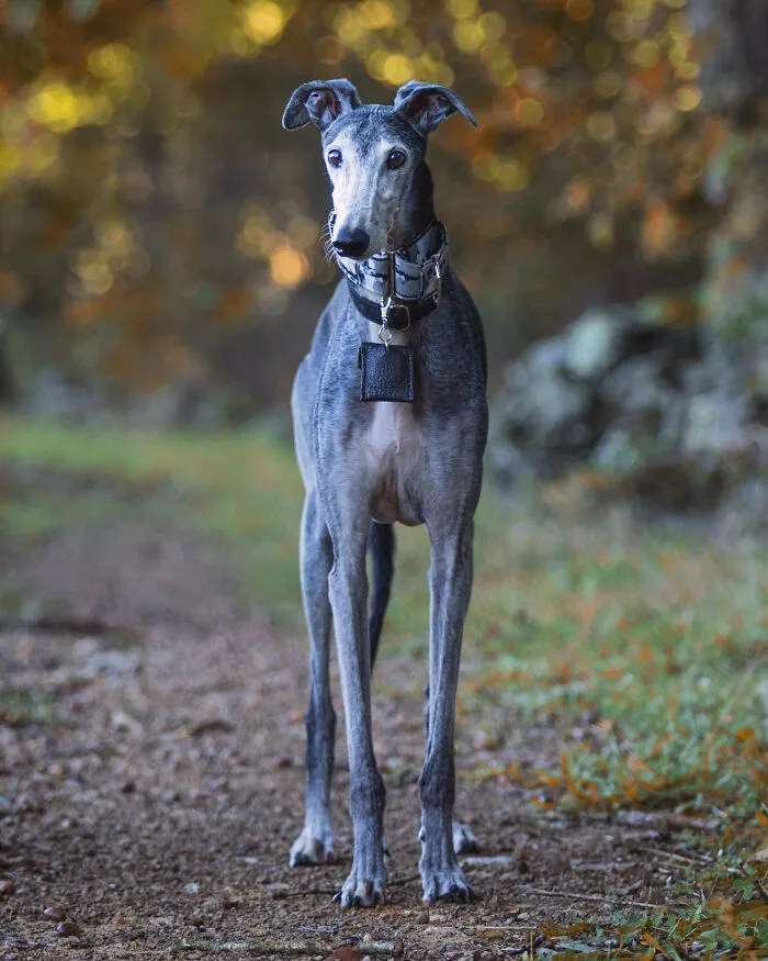 I Take Photos Of Galgos To Bring Attention To Their Terrible Living Conditions (34 Pics)