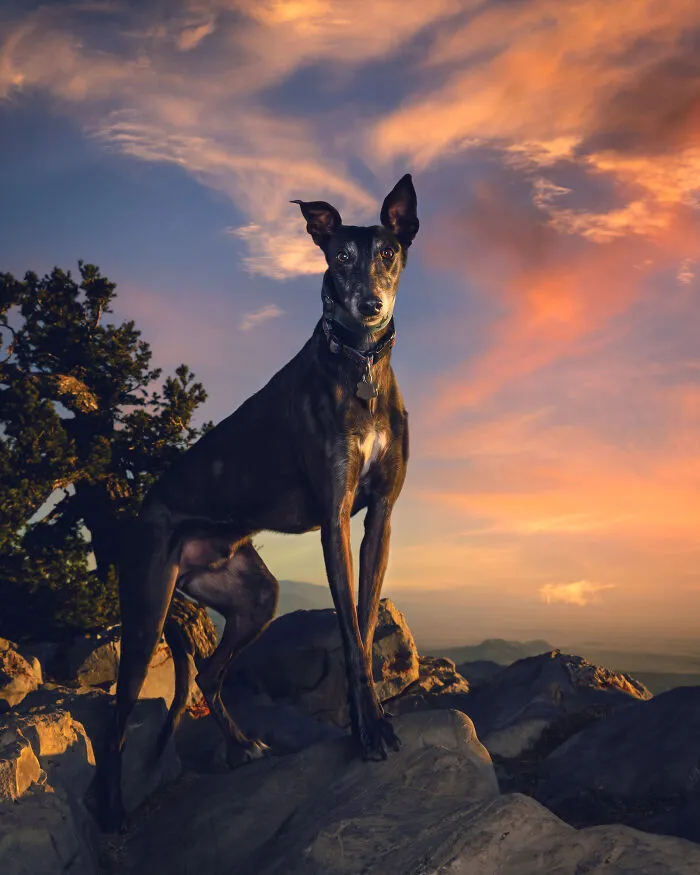 I Take Photos Of Galgos To Bring Attention To Their Terrible Living Conditions (34 Pics)