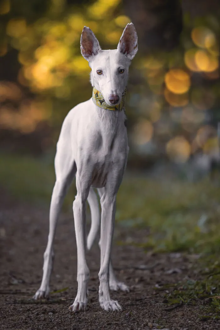 I Take Photos Of Galgos To Bring Attention To Their Terrible Living Conditions (34 Pics)