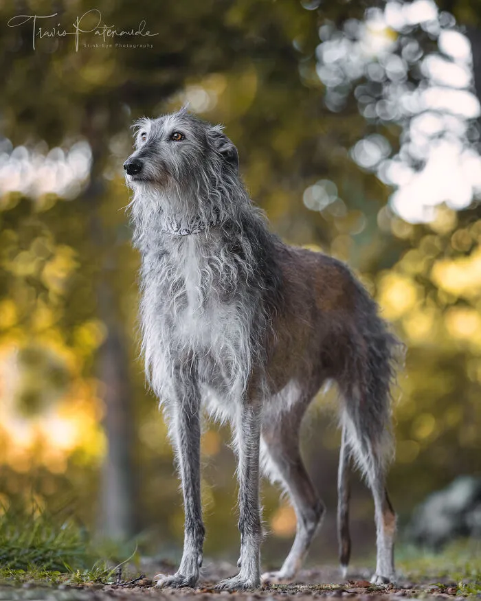 I Take Photos Of Galgos To Bring Attention To Their Terrible Living Conditions (34 Pics)