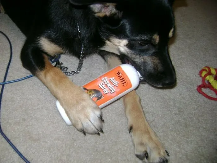 Anti-Chew Spray