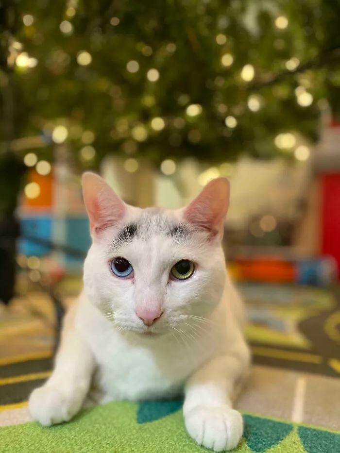 This Cecil. I Adopted Him Through The Starbucks Drive Thru. The Customer Showed Me A Passenger Seat Full Of Kittens And Said “Do You Want A Kitten?” And I Said “Absolutely I Do”. I Took The Kitten, Put Him In My Apron Pocket, And Asked To Go Home Early. Cecil Is Now Six