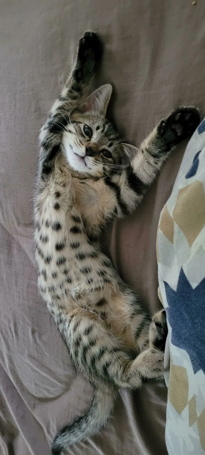 Since Adopting This Sweet Boy 2 Weeks Ago, Our Lives Have Been Exponentially Better