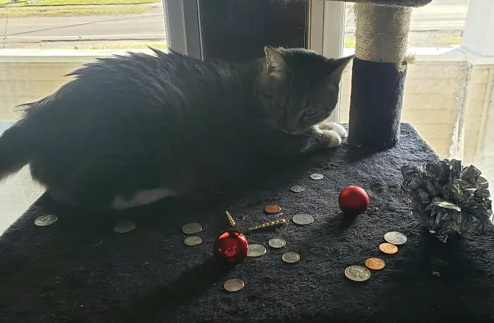 I Think I Accidentally Adopted A Dragon. She Thinks It's Her Job To Hoard And Guard Anything Shiny