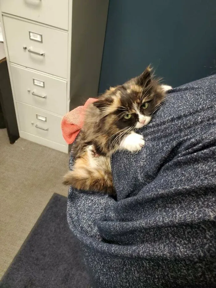 Found This Absolute Unit Living Underneath A Pallet At Work