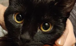 50 Soul-Healing Rescue Pet Pics To Make You Smile (January Edition)